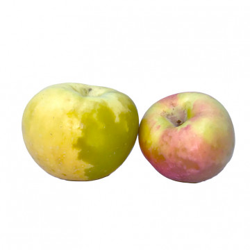 Manzana Verde Doncella "Helada"