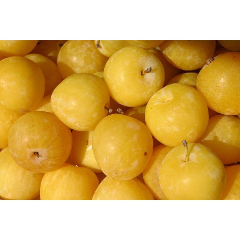 Ciruela Amarilla