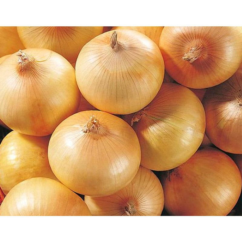 Cebolla Dulce