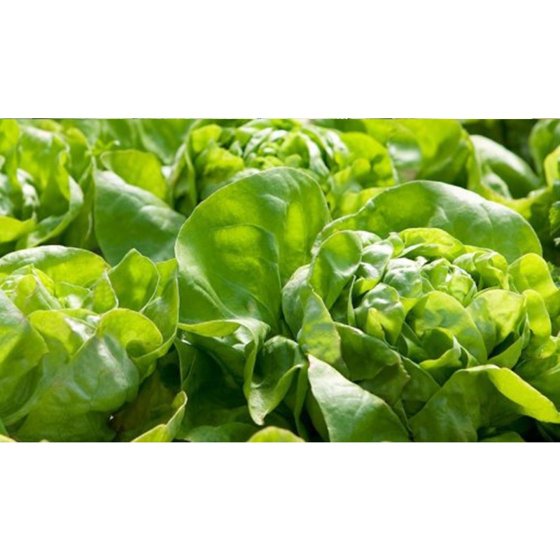 Cogollos De Lechuga Baby