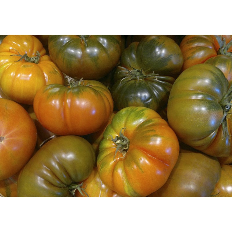 Tomate Muchamiel