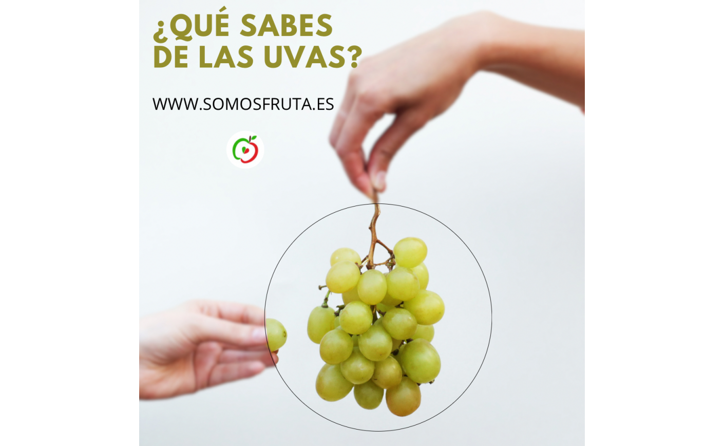 ¿Qué sabes de las uvas?
